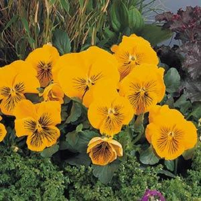 Pansy Seeds Whiskers Yellow 25 Flower Seeds Viola Seeds
