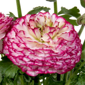 Ranunculus Seeds Ranunculus Sprinkles Violet Bi Color 25 Pelleted Seeds