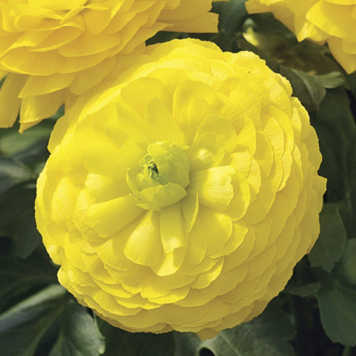 Ranunculus Seeds Mache Yellow 25 Seeds Pelleted Seeds
