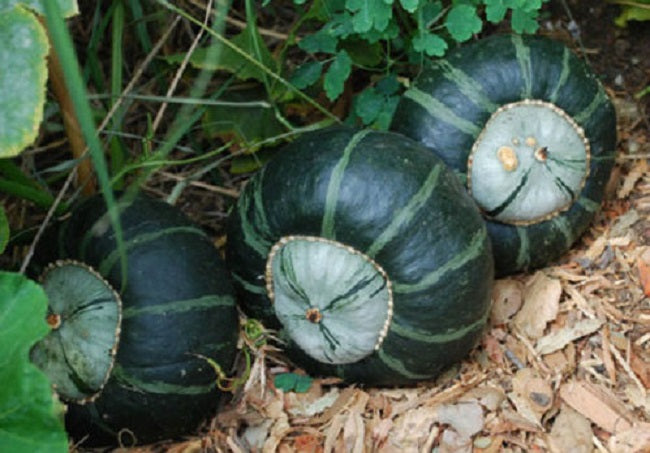 Squash Seeds Bonbon 25 Seeds Winter Squash