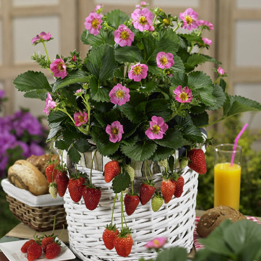 pink strawberry seeds 25 Strawberry Seeds Strawberry Berries Hill Gasana Pink Flowers