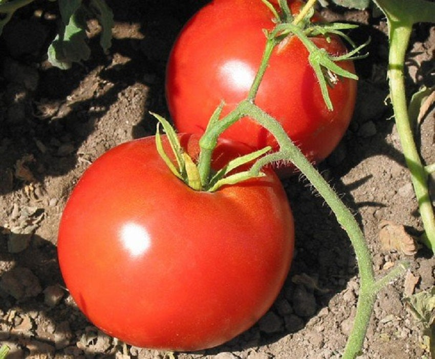 Tomato Box Car Willie Seeds 25 thru 500 Tomato Seeds