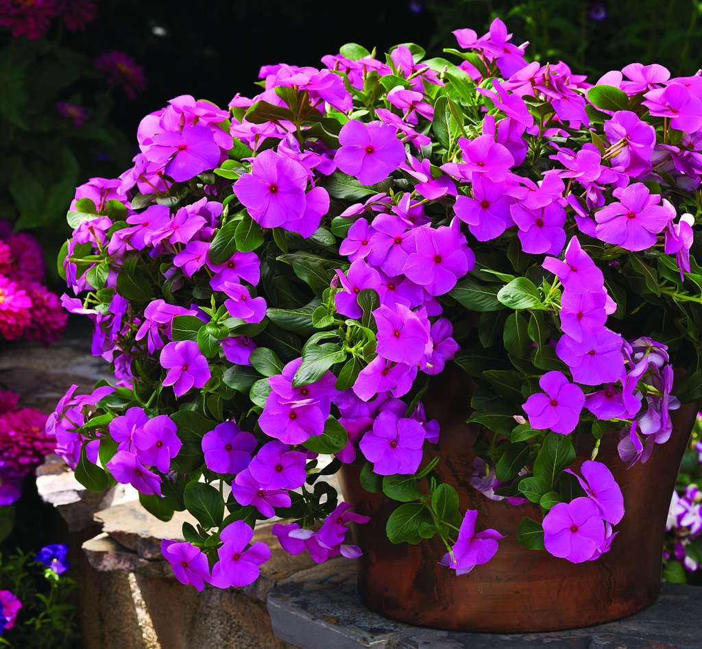 cascading flower seeds Vinca Cora Cascade Lilac Vinca Seeds 25 thru 100 Seeds – trailingpetunia.com