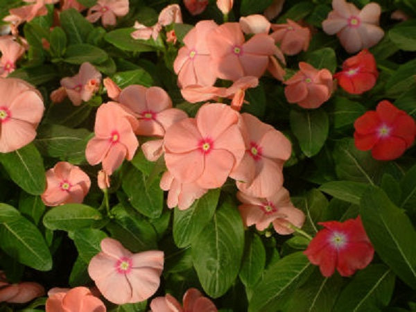 planting vinca seeds Vinca Seeds 50 Seeds Vinca Sunsplash Apricot Bedding Plant – trailingpetunia.com