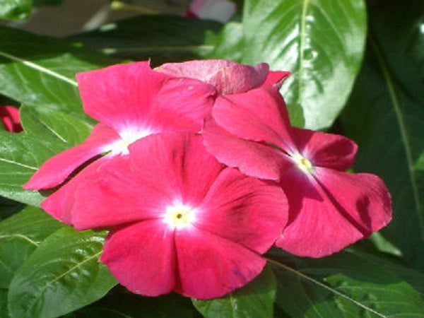 periwinkle plant seeds Periwinkle Flower | Sunsplash Cherry