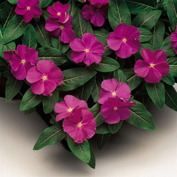 Vinca Seeds Vinca Sunstorm Deep Orchid 25 thru 500 Flower Seeds