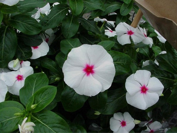 periwinkle plant seeds Vinca Flower Seeds Sunsplash White / Eye 50 Periwinkle Flower Seeds – trailingpetunia.com
