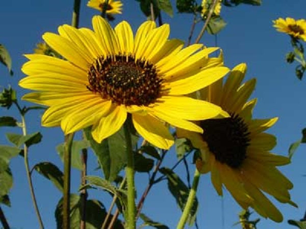 wild sunflower seeds for planting Wild Sunflower Seeds 500 Flower Seeds