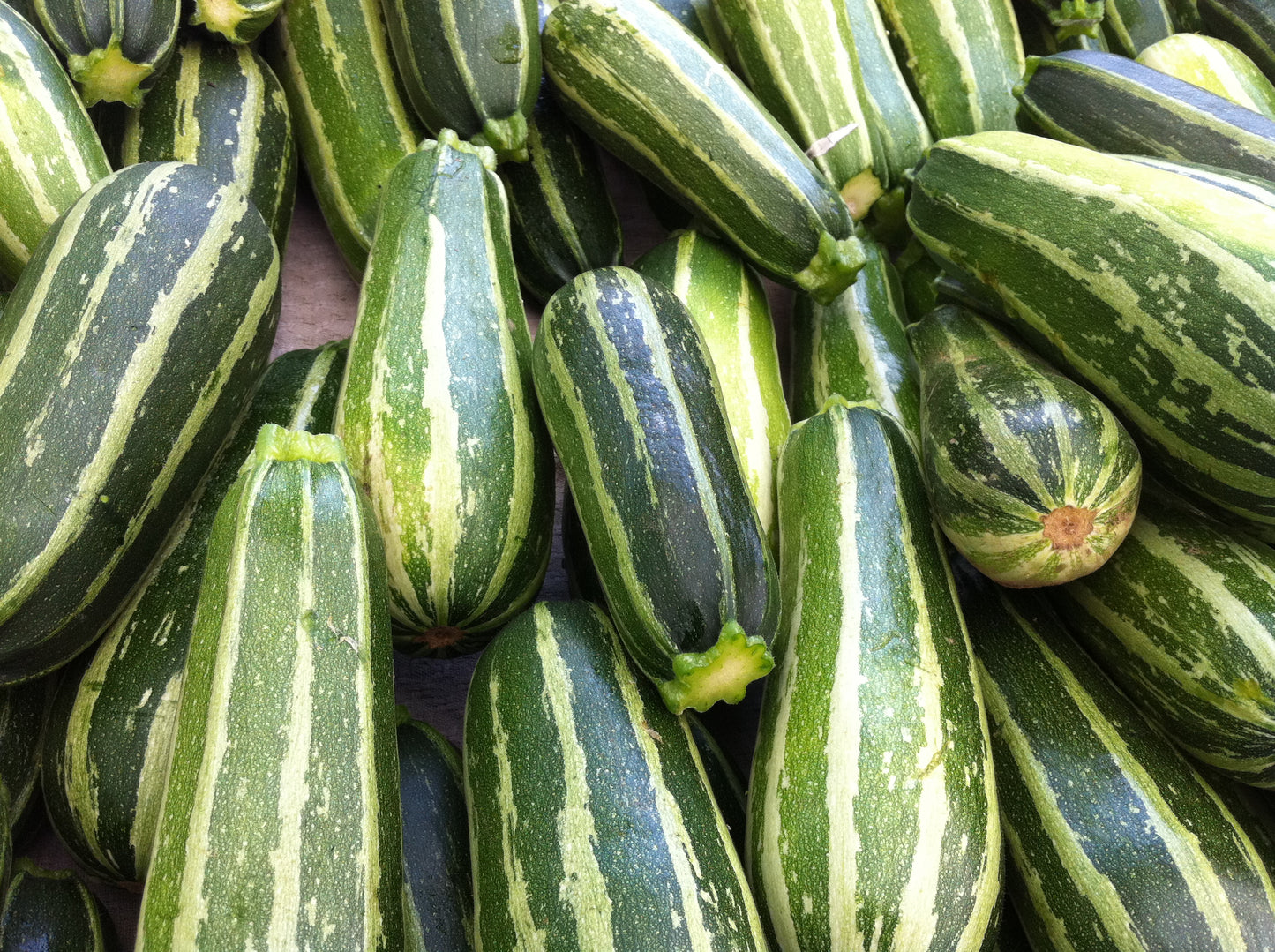 Zucchini Seeds Italian Striped Zucchini 25 Summer Squash Seeds