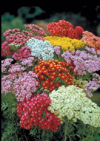 Yarrow Summer Pastels Achillea Seeds 50 thru 500 Perennial Seeds