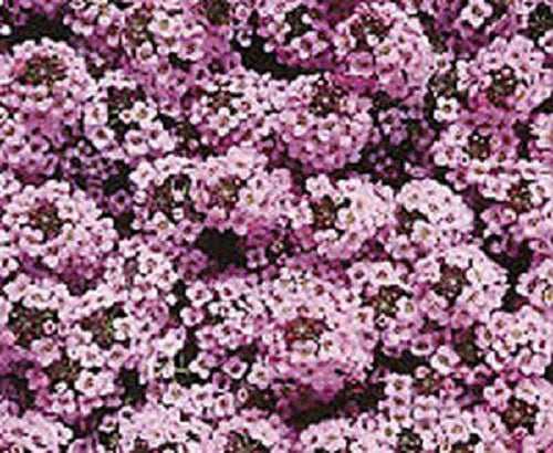100 Alyssum Seeds Wonderland Lavender Ground Cover Seeds
