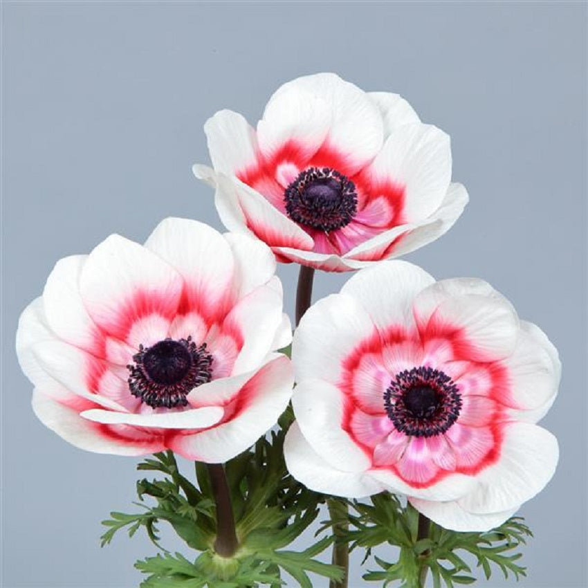 wind flower seeds Anemone Seeds Gemstone Red Bicolor 15 thru 50 Seed Windflower Seeds