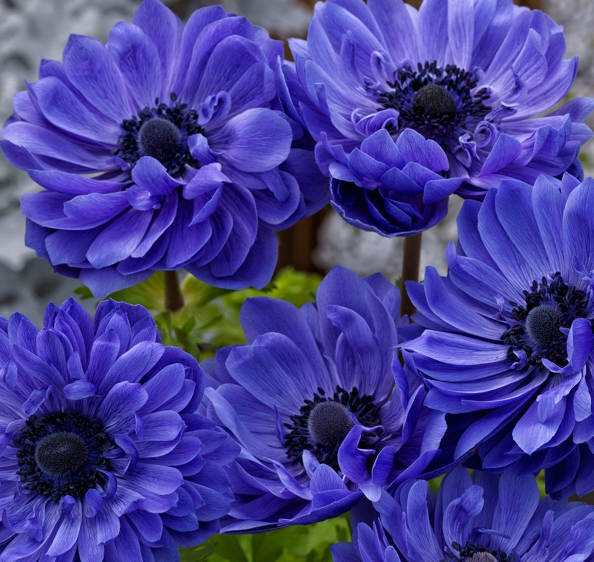 wind flower seeds Harmony Seeds Wildflower Planting & Anemone Plant Seeds