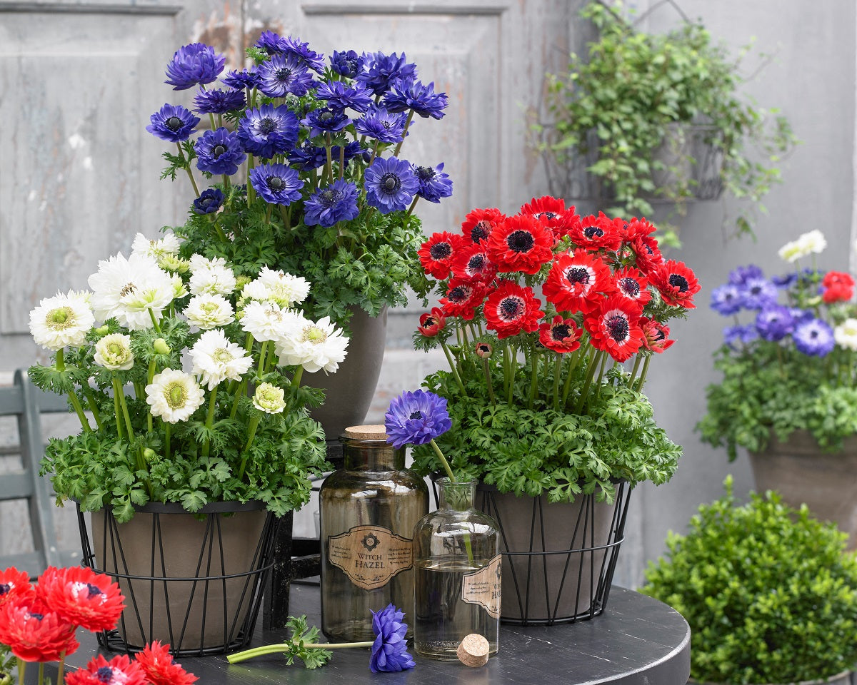 Anemone Seeds Harmony Double Mix 15 thru 50 Seed Windflower Seeds