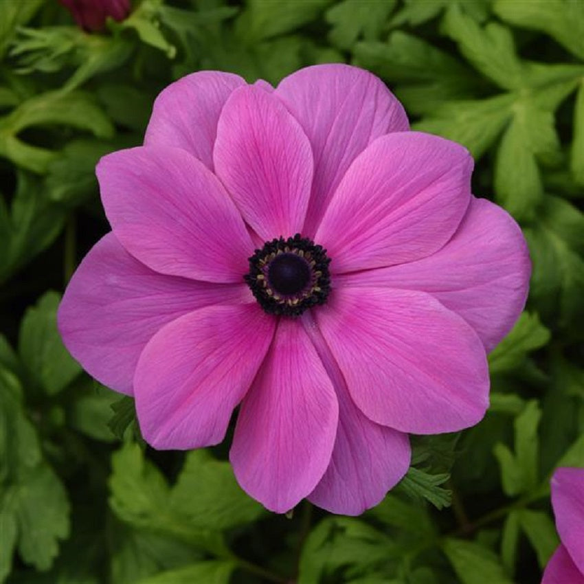 orchid plant seeds for sale Anemone Seeds Mona Lisa® Orchid Shades 15 thru 50 Flower Seeds – trailingpetunia.com