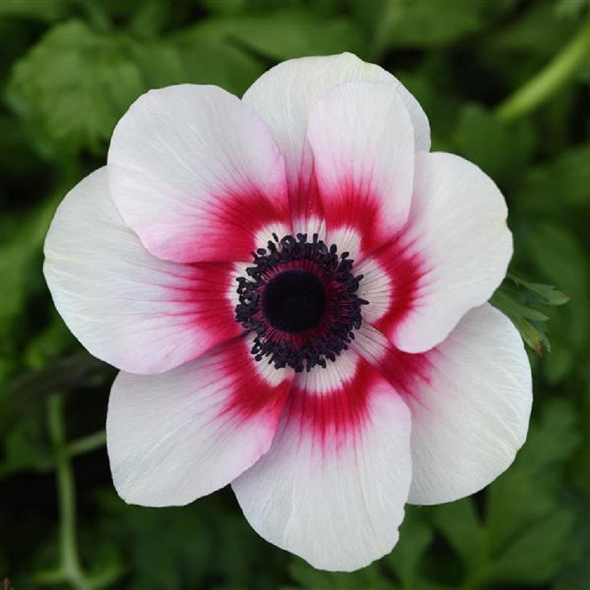 Anemone Seeds Mona Lisa® Red Bicolor 15 thru 50 Cut Flower Seeds