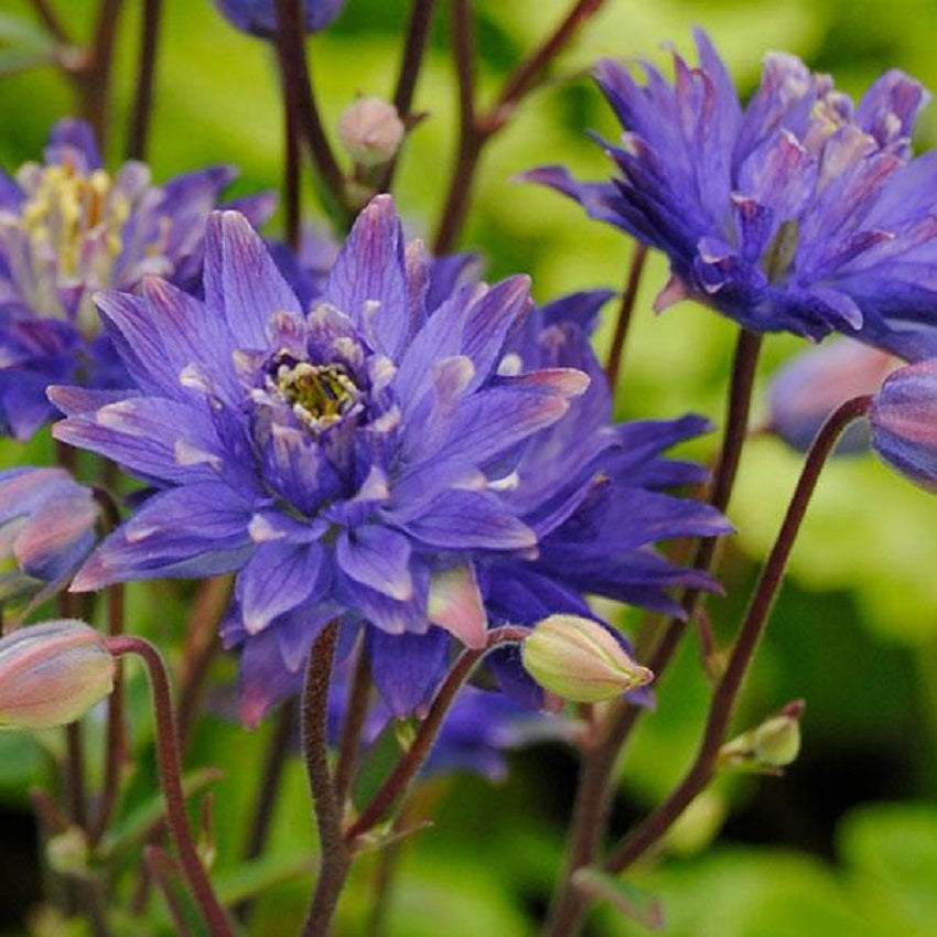 Columbine Seeds Clementine Blue Aquilegia Seeds 25 Perennial Seeds