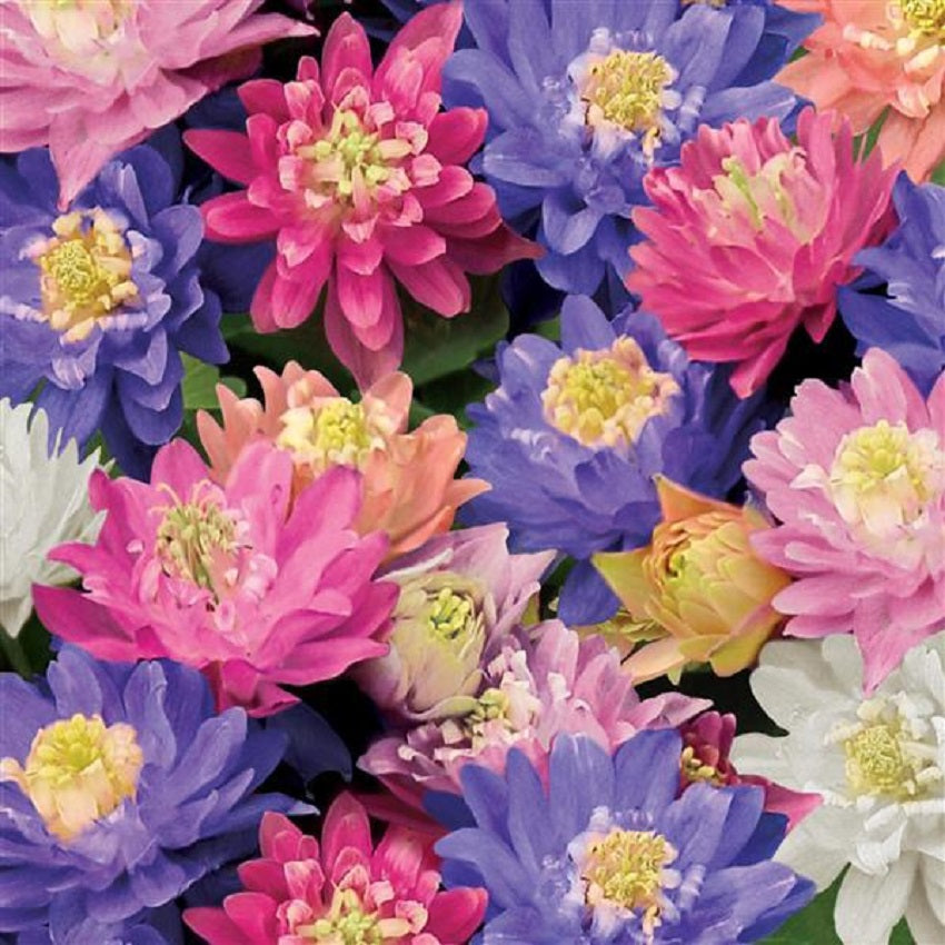 Columbine Seeds Clementine Mix Aquilegia Seeds 25 Perennial Seeds