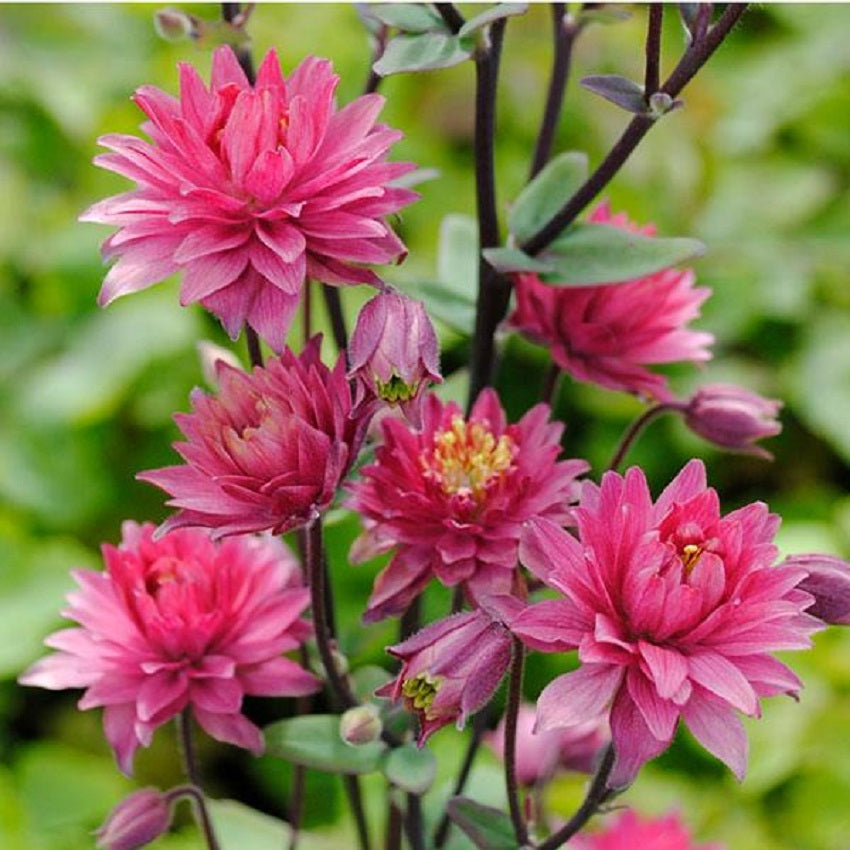 Perennial Flower Seeds Clementine Red 25 Aquilegia Seeds