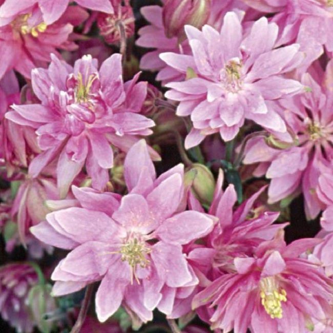 Perennial Flower Seeds Clementine Rose 25 Aquilegia Seeds