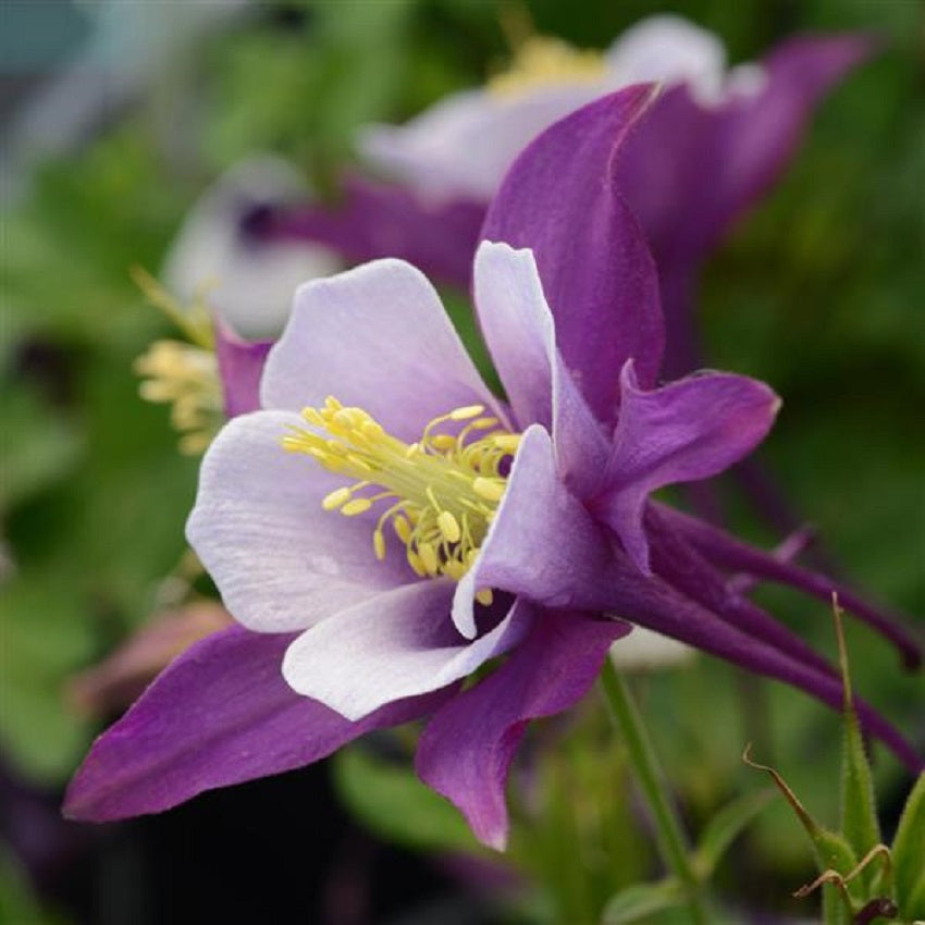 Aquilegia Seeds 25 Earlybird Purple And White Columbine Seeds Perennial Flower