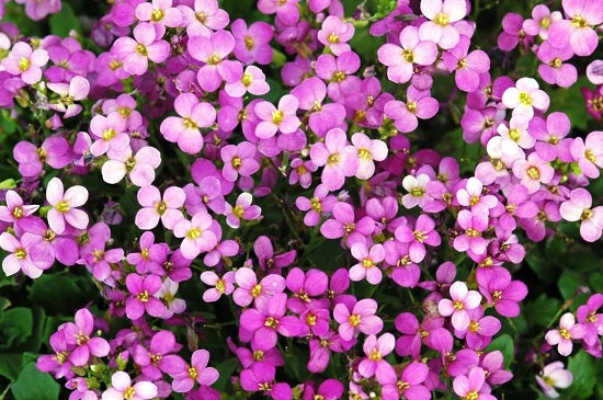 250 Rock Cress Seeds Arabis Spring Charm Perennial Seeds