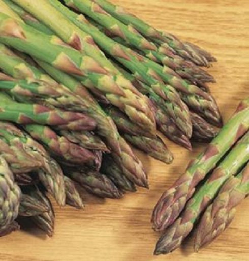 Asparagus Seeds 25 thru 500 Mary Washington Asparagus Seeds