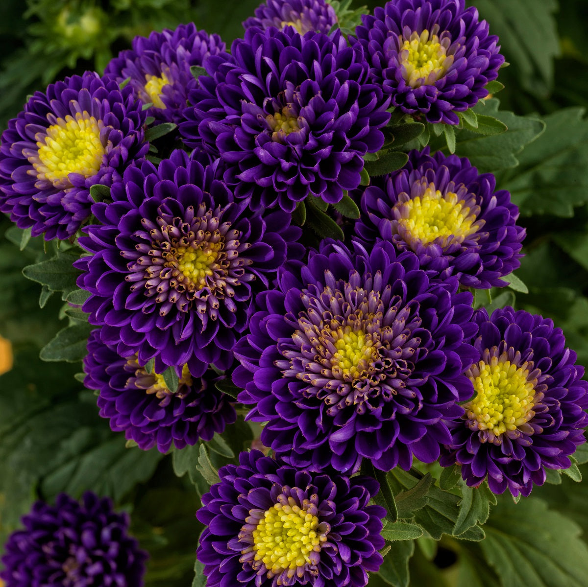 aster flower from seed Trailing Petunia's Matsumoto Aster Seeds & Aster Flower Seed – trailingpetunia.com