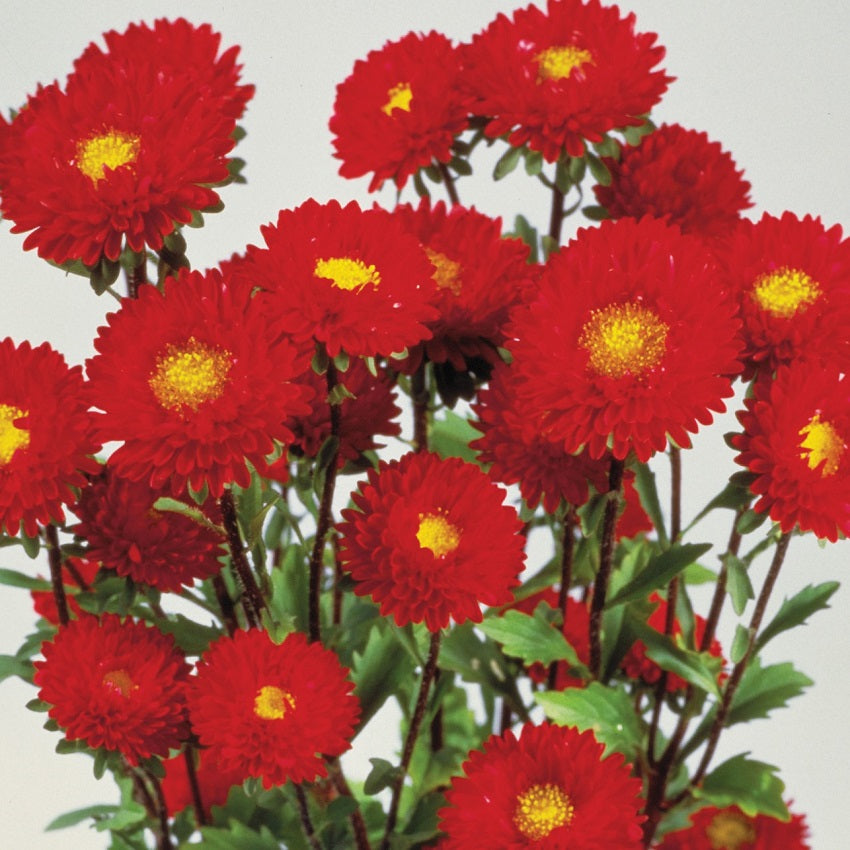 Aster Seeds Aster Matsumoto Red 50 Aster Seeds Flower Seeds
