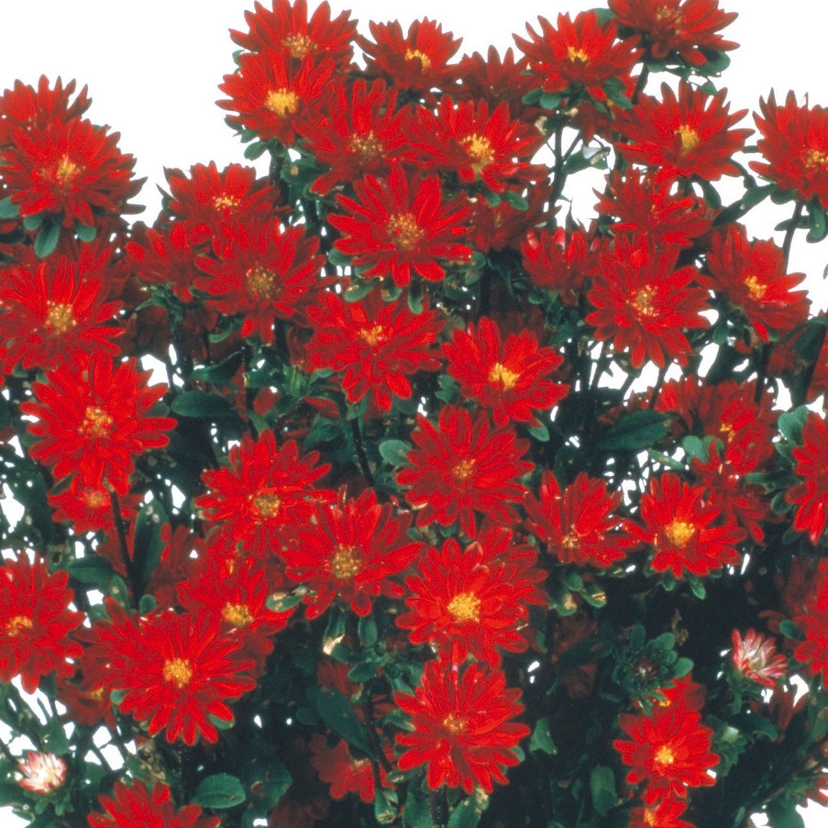 Aster Seeds Serenade Red 50 Seeds Cut Flower Seeds