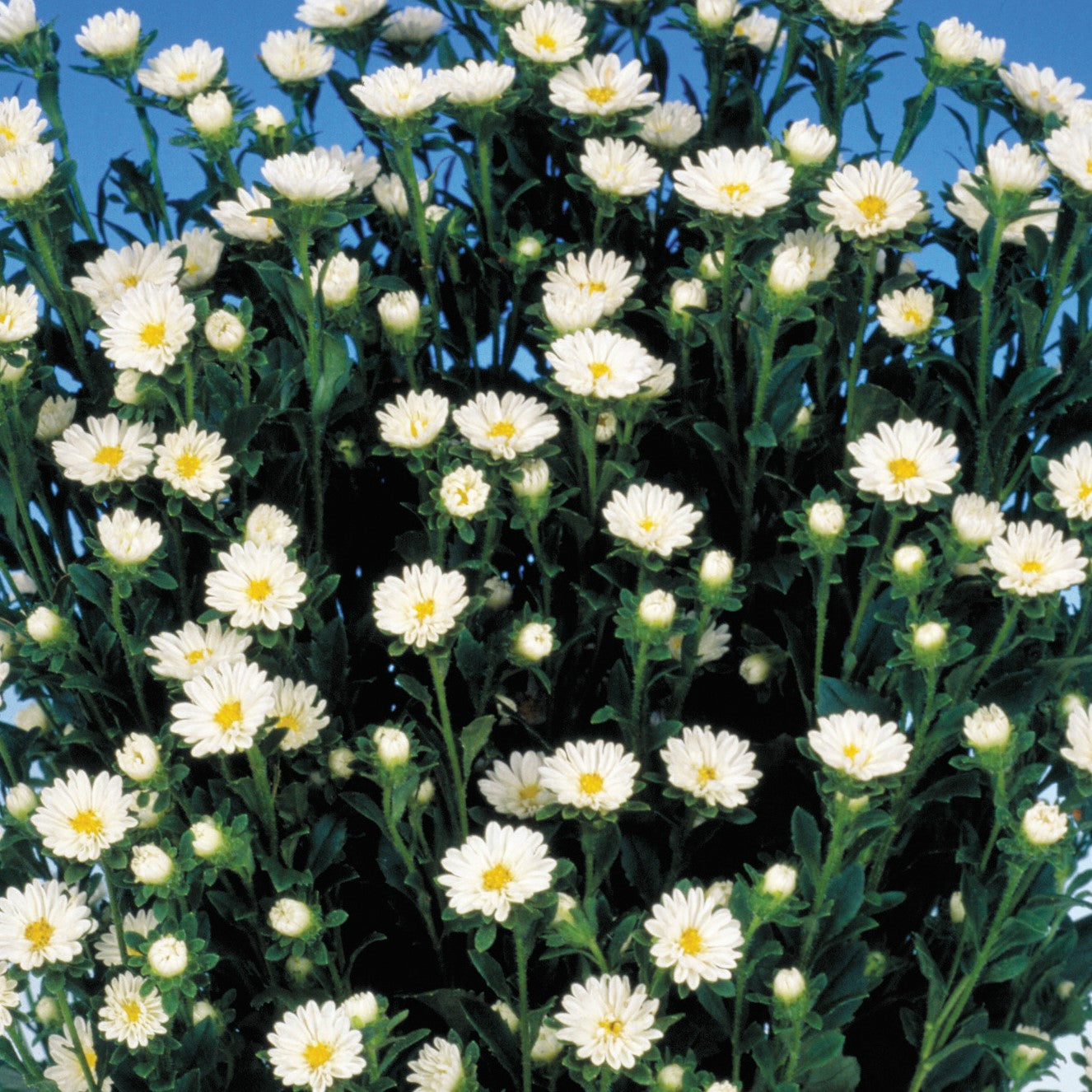 Aster Seeds Serenade White 50 Seeds Cut Flower Seeds