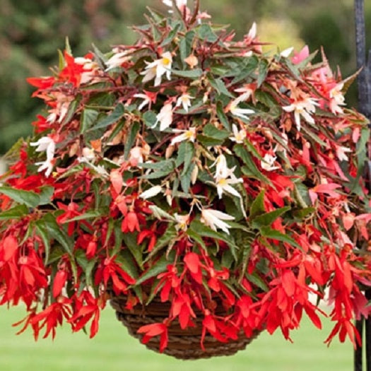 Begonia Bossa Nova Mix Begonia Seeds 15 thru 100 Pelleted Seeds