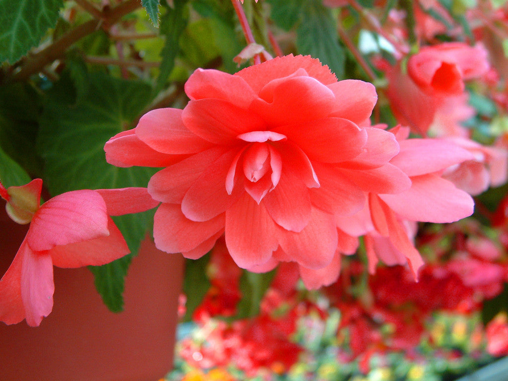 Pelleted Begonia Seeds Cascade Beauty Rose 15 thru 100 Seeds