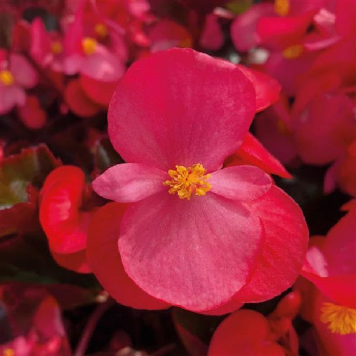 Big Begonia Deep Rose Bronze Leaf 15 Pelleted Seeds Begonia Seeds