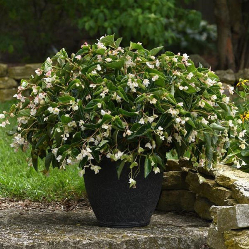 Begonia Seeds Dragon Wing White 25 Pelleted Seeds