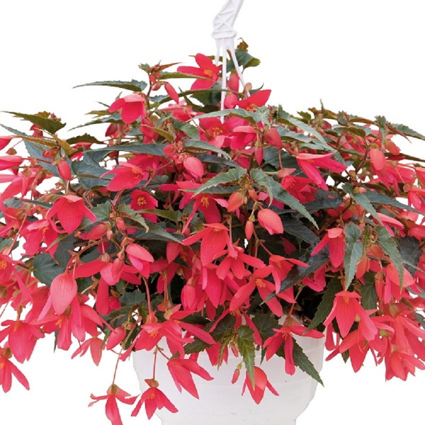 15 Pelleted Begonia Seeds Begonia Groovy Rose Trailing Begonia