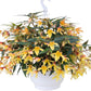 15 Pelleted Begonia Seeds Begonia Groovy Mellow Yellow Trailing Begonia