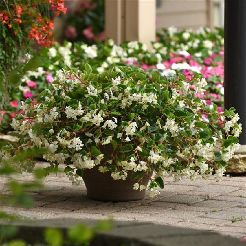 Begonia Seeds Begonia Hula Blush 15 Pelleted Seeds