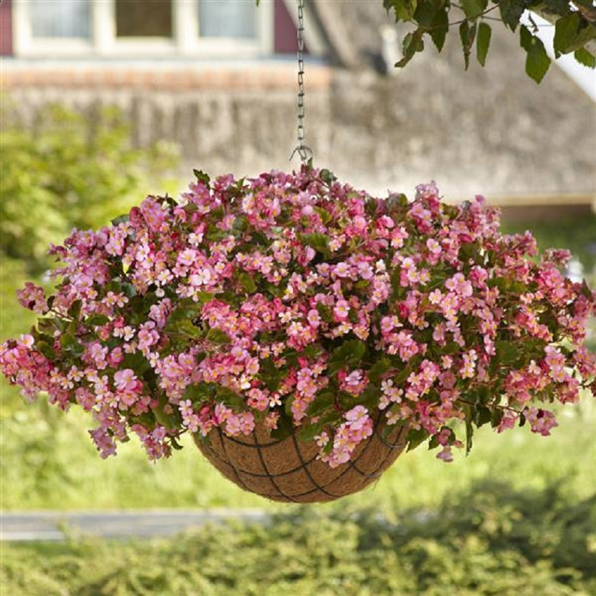 Begonia Seeds Hula Pink 15 Pelleted Seeds Flower Seeds