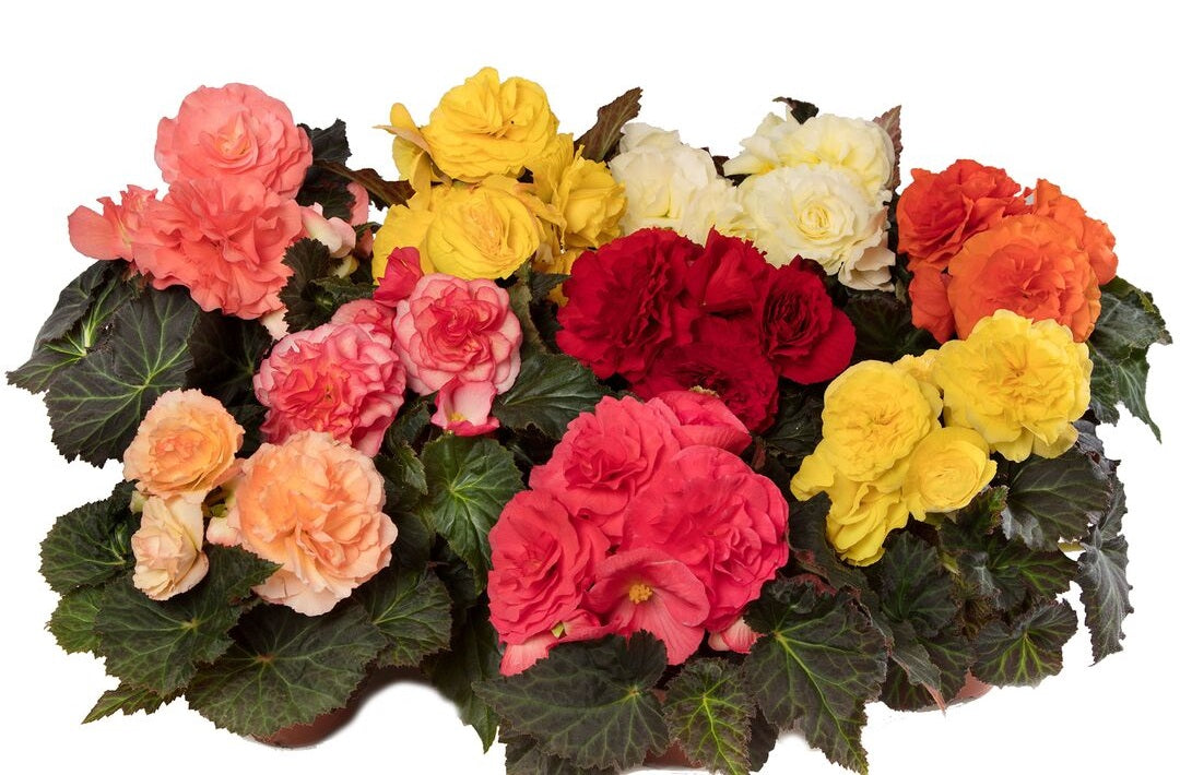 Trailing Begonia Seeds Limitless® Mix 15 thru 100 Pelleted Seeds