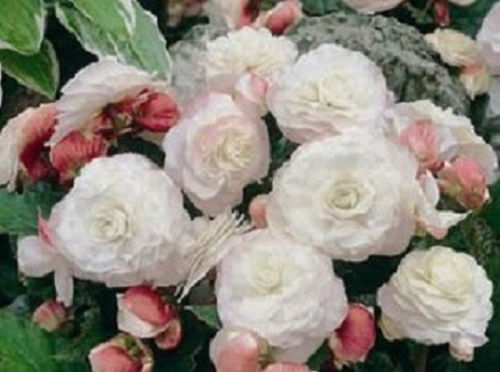 Begonia Seeds Nonstop Appleblossom 15 Pelleted Seeds