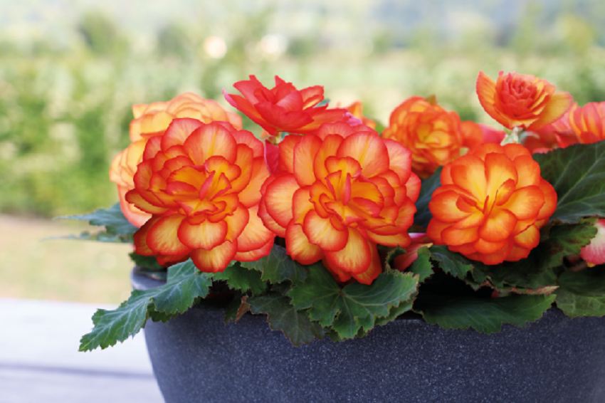 Begonia Seeds Nonstop Fire 15 Pelleted Seeds