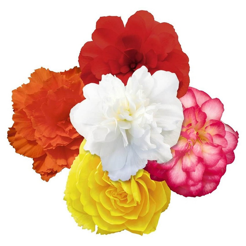 Begonia Seeds Nonstop Joy Mix 15 thru 500 Pelleted Seeds