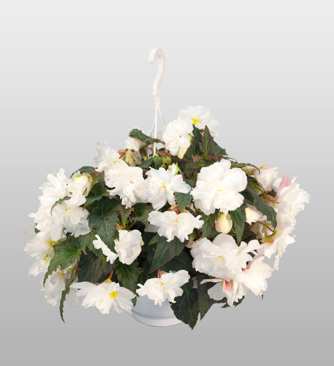Begonia Seeds Nonstop Joy Mocca White 15 Pelleted Seeds