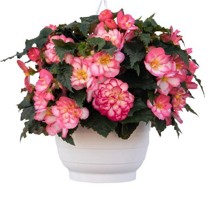 Begonia Seeds Nonstop Joy Rose Picotee 15 Pelleted Seeds