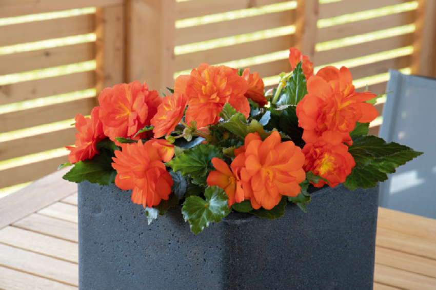 Tuberous Begonia Seeds Nonstop Sunset 15 Pelleted Seeds