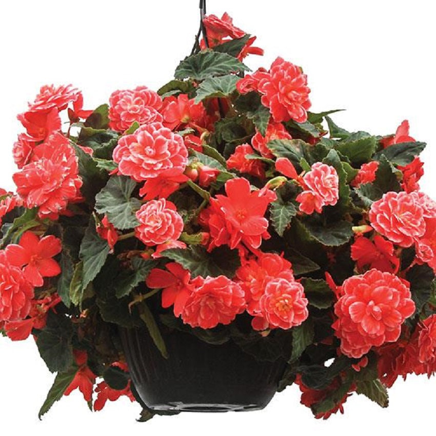 Begonia Seeds Begonia On Top Melon Lace 15 Pelleted Seeds