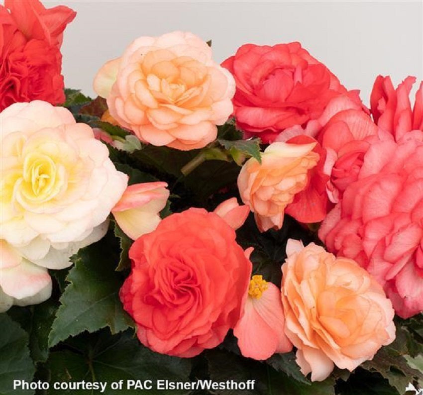 Begonia Seeds Begonia Prism Pastel Pink Mix 15 Pelleted Seeds Tuberous Begonia