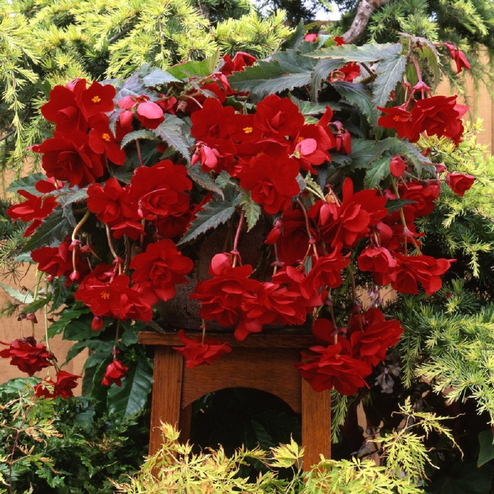 Pelleted Begonia Seeds Begonia Sun Dancer Red 15 Pelleted Seeds