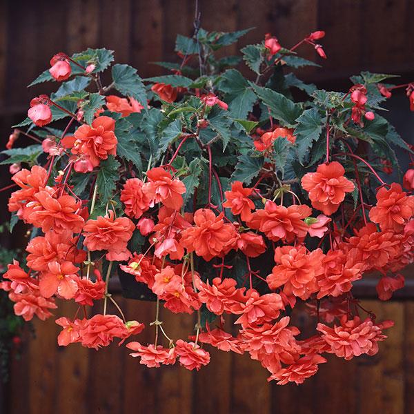 hanging plants seeds online Pelleted Begonia Seeds | Seed Supplier